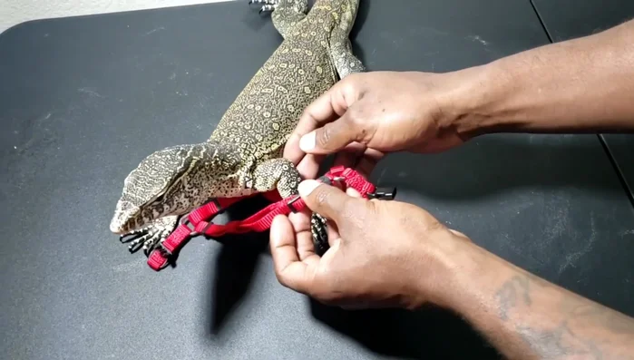 Pull the harness up over your monitor's body.
