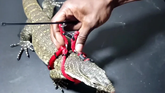 Cut off the excess zip tie with needle-nose pliers.