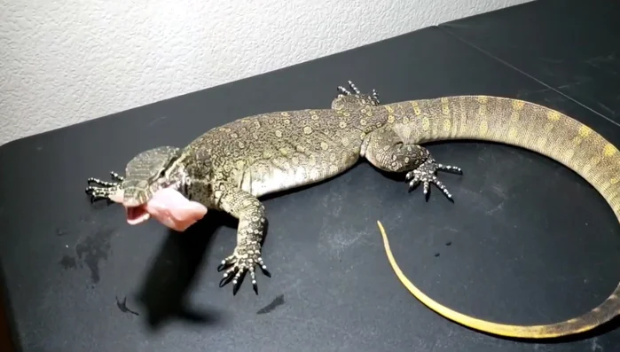 Feed your monitor lizard a full meal. A full belly makes them calmer and easier to handle.