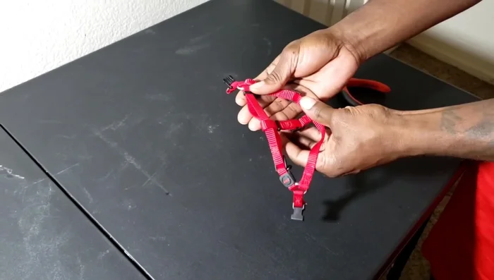 Lay out the harness. A petite-sized dog harness is recommended as it's more comfortable for the lizard than a specialized reptile harness.
