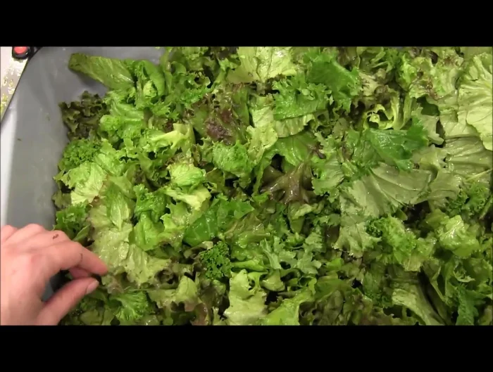 Prepare the harder vegetables: Use a cheese grater to shred larger vegetables like cucumbers, making them easier for smaller reptiles to consume.