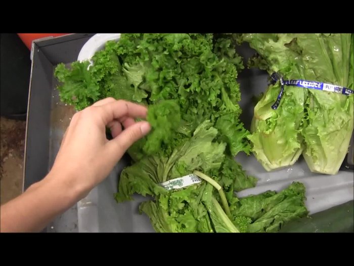 Gather your greens: Choose a variety of leafy greens (e.g., mustard greens, red leaf lettuce). If limited, use a spring mix from the supermarket.