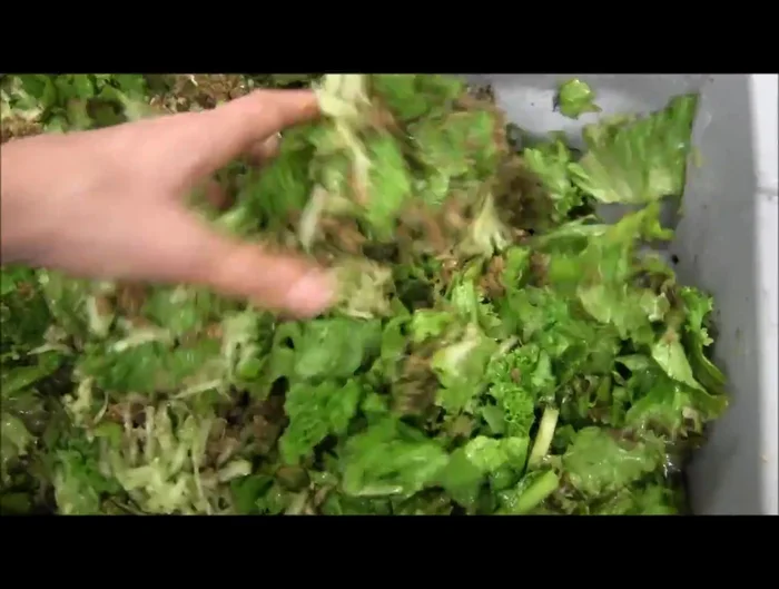 Mix thoroughly: Combine all ingredients—greens, pelleted food, and canned food—in a bowl. Get your hands dirty for thorough mixing!