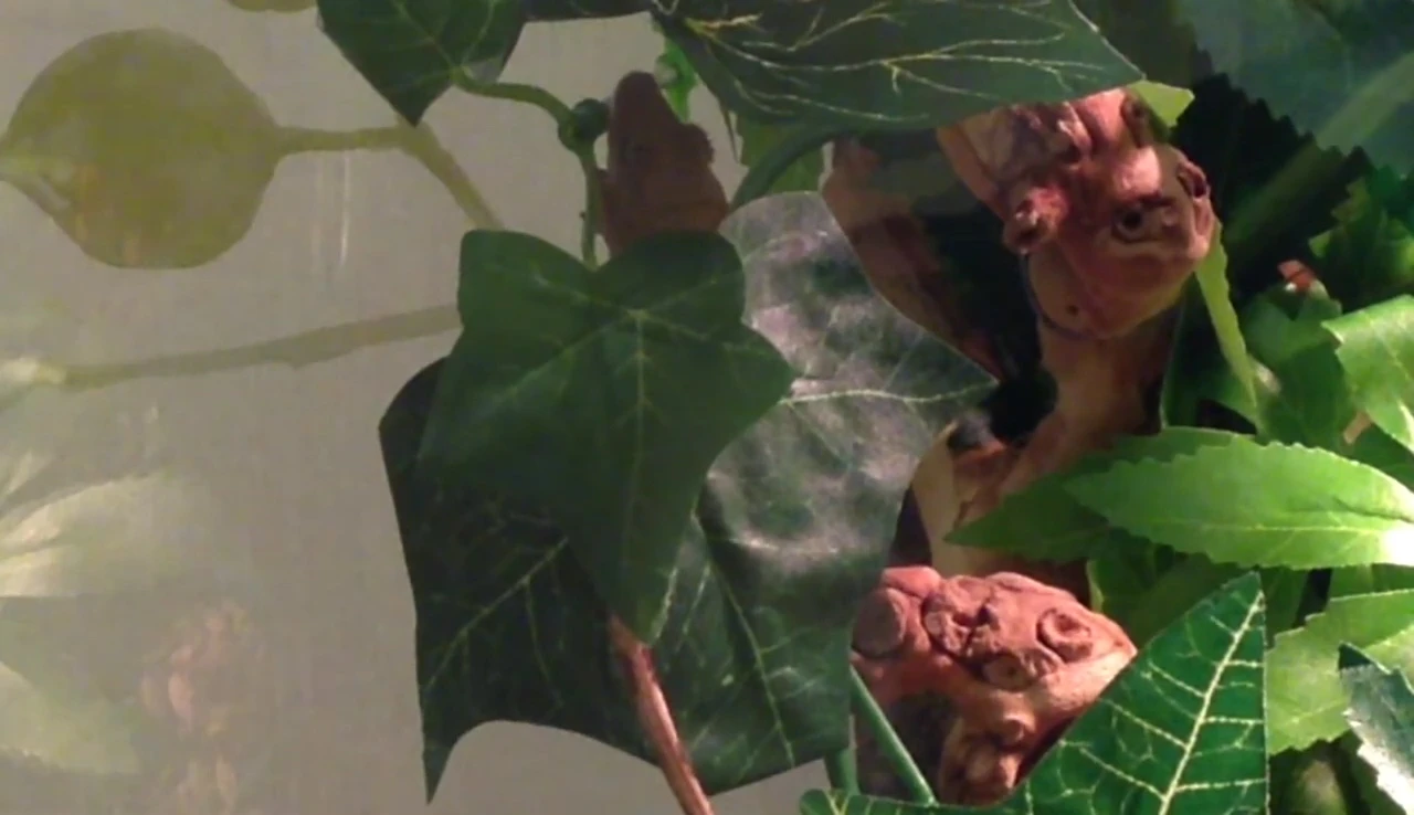 Corn snake eating food dusted with supplements.