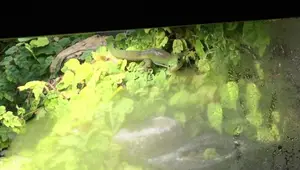 Best Way to Provide UVB Light for Captive Reptiles & Amphibians