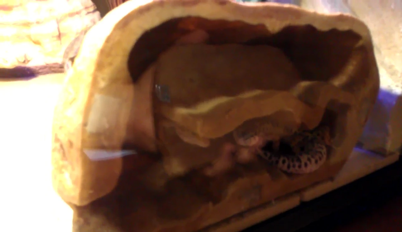 Leopard geckos in their enclosure