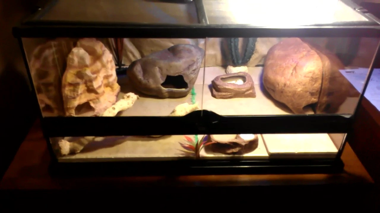 ExoTerra medium low tank