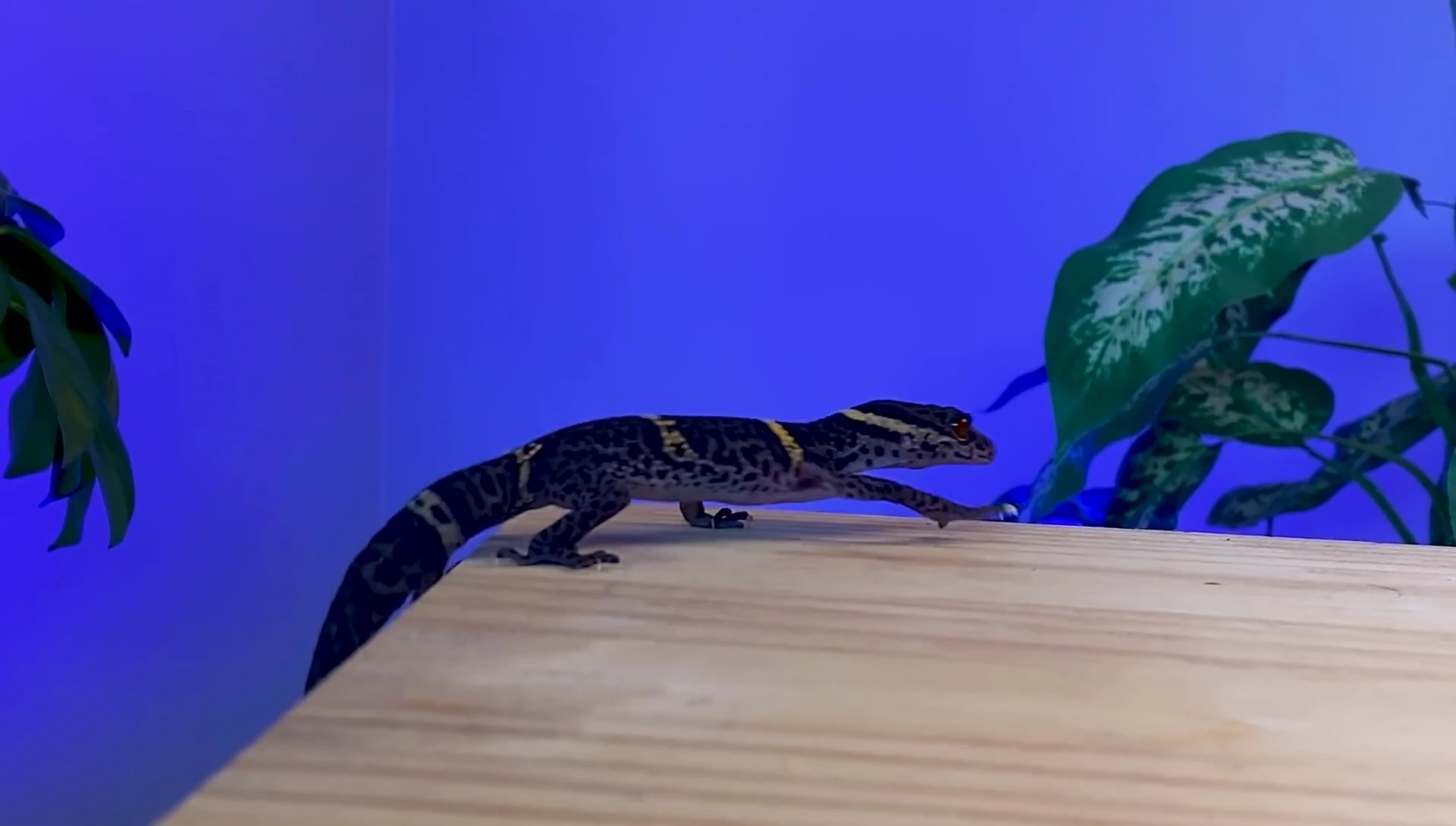 Gecko climbing