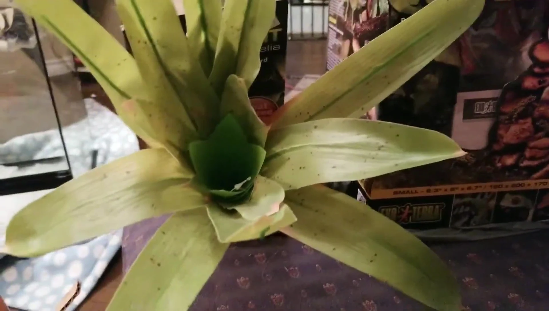 Exo Terra plants