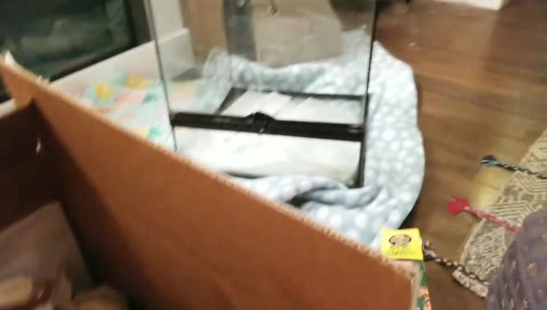 A refurbished bioactive terrarium tank