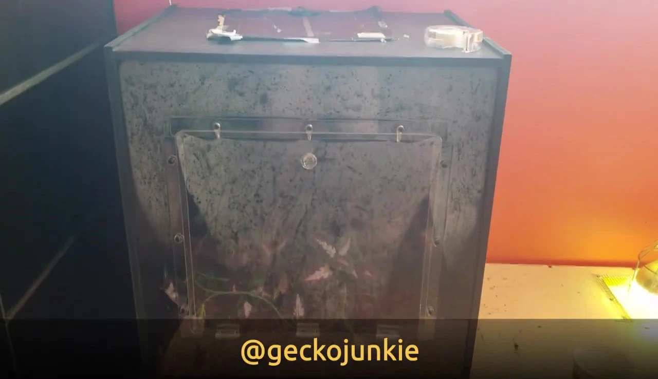 Gecko Junkie cage dimensions