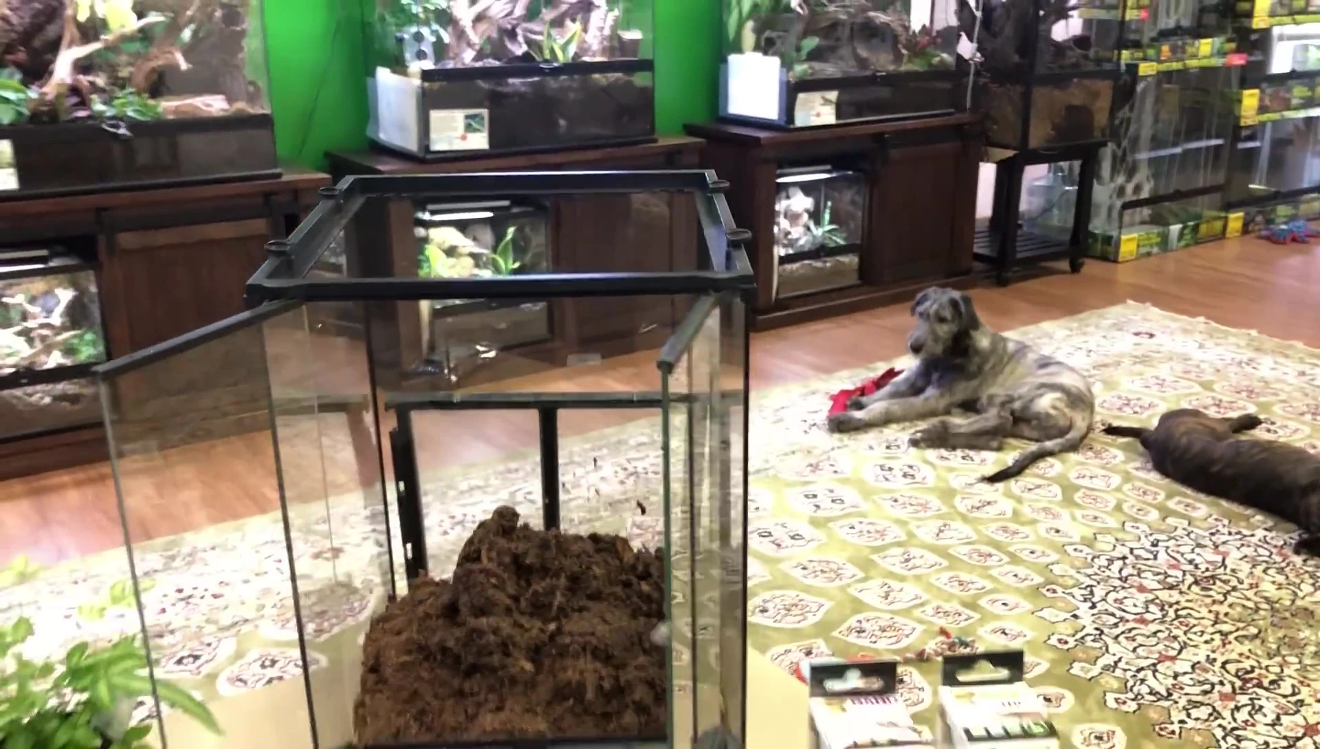 Adding BioShot to the terrarium