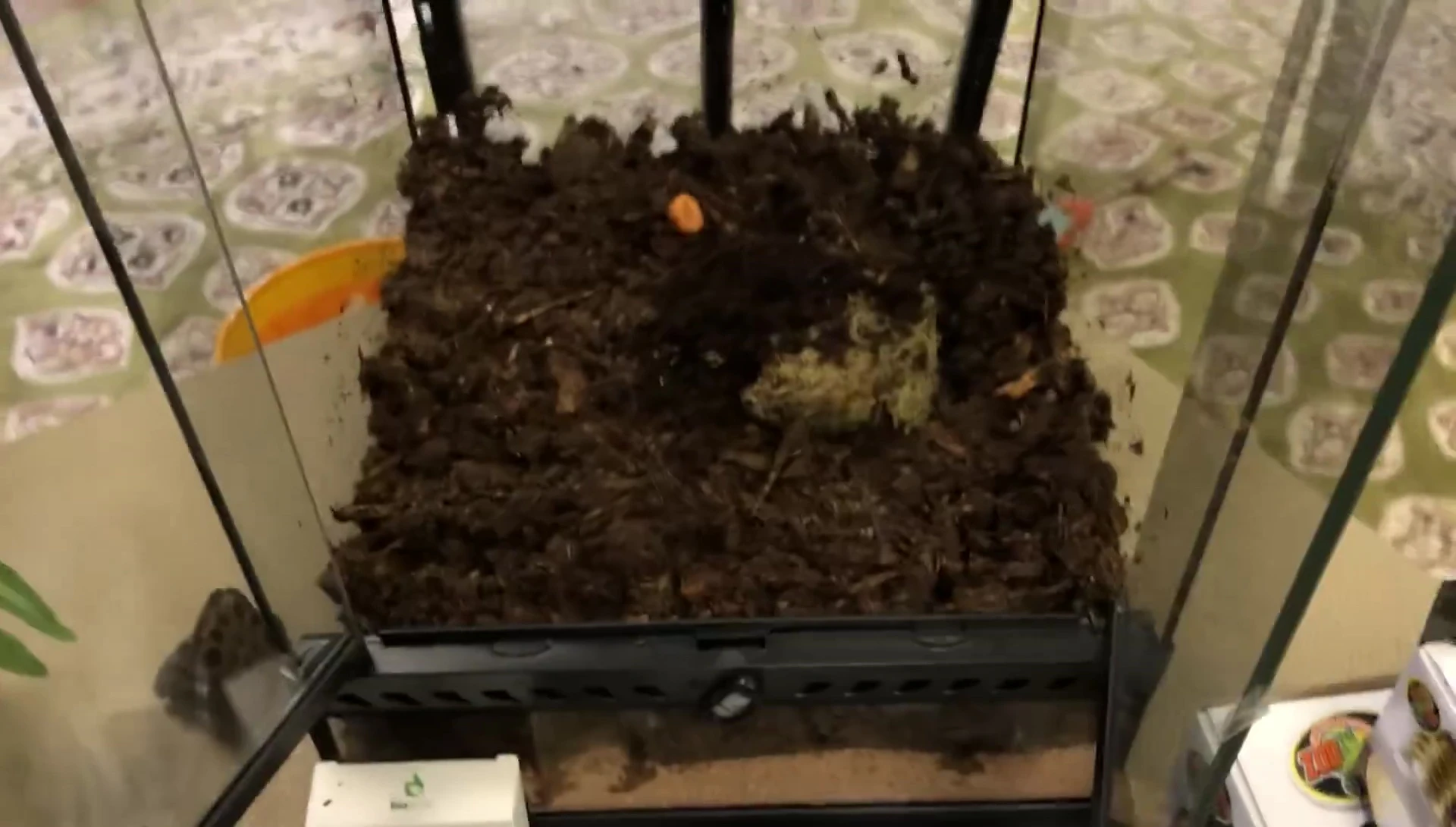 Isopods being added