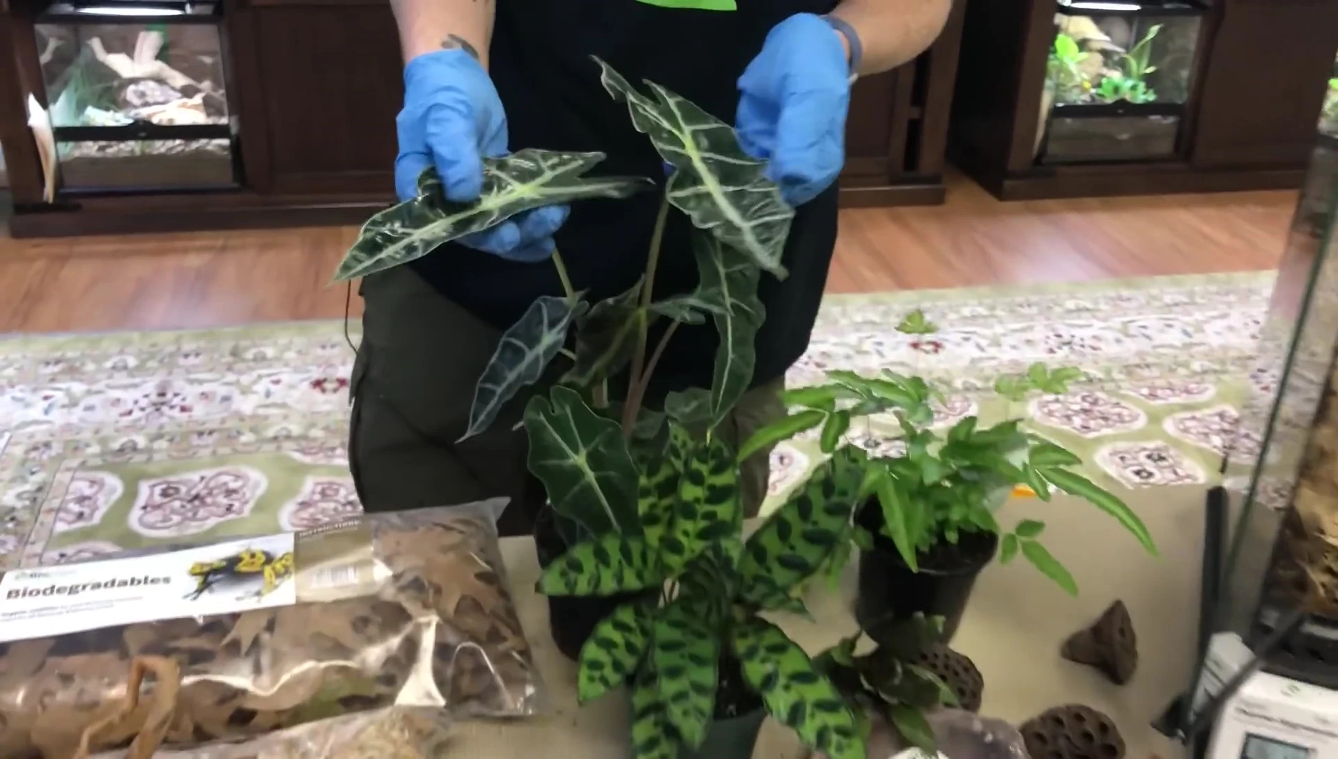 Alocasia plant