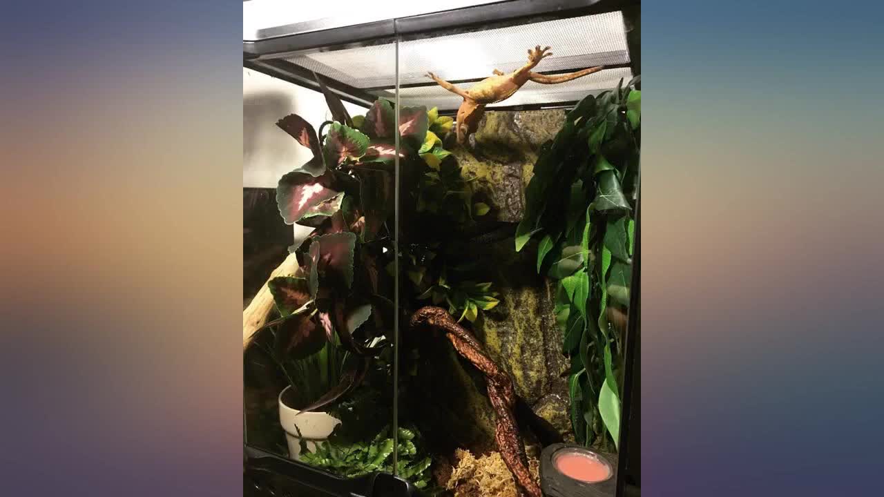 Mentioning the price of the terrarium