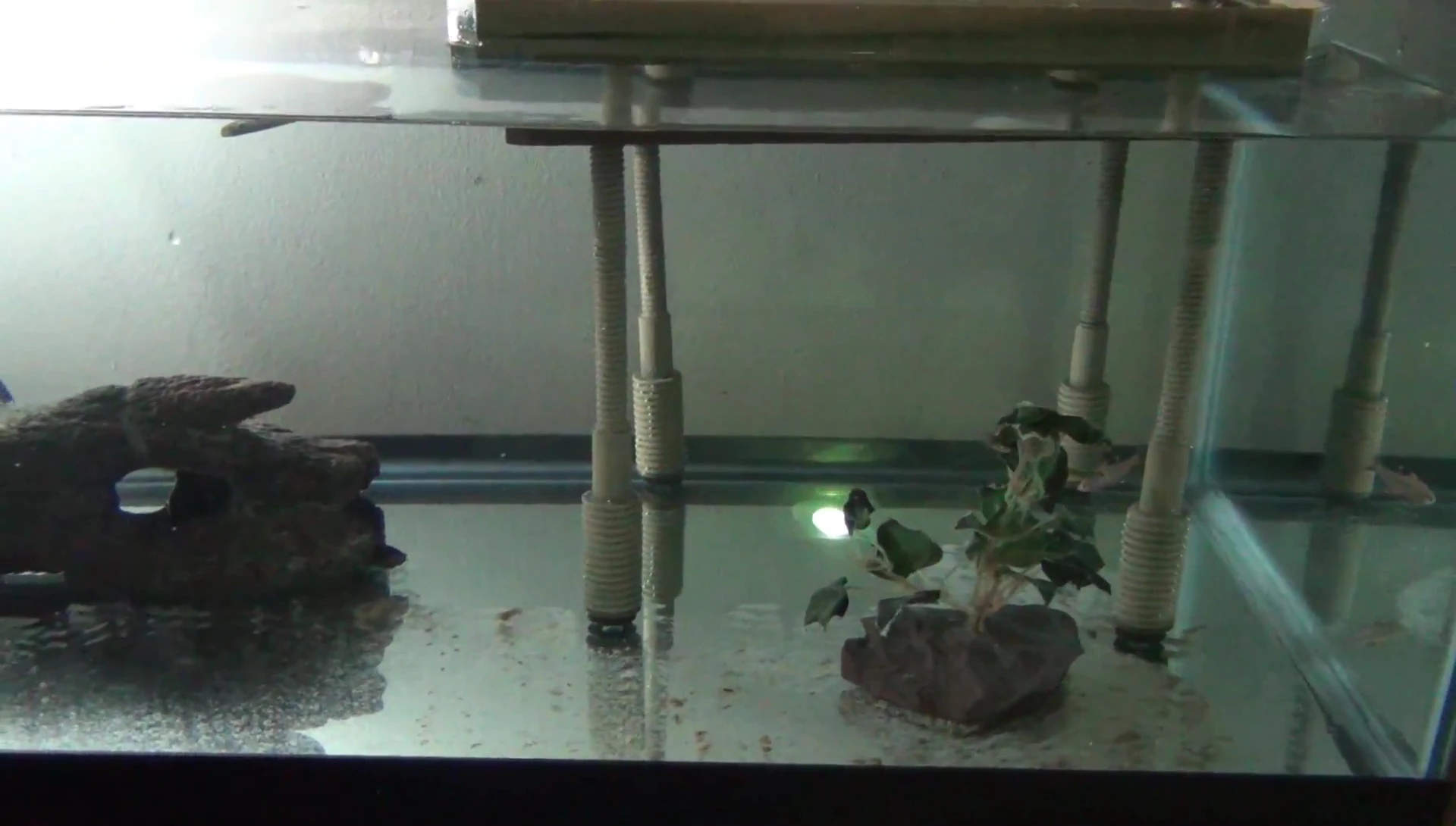 The dock in the tank with ample space underneath.