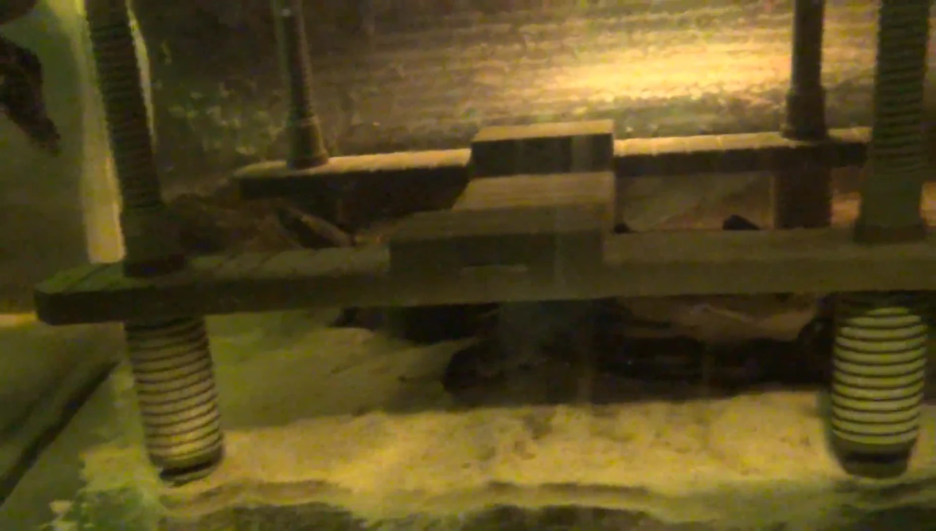 A view of the dock in another turtle tank.