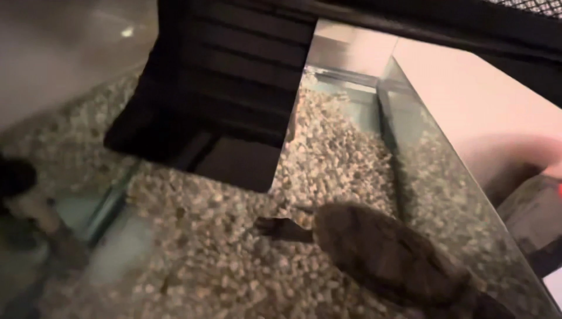 The Elevated Basking Loft placed inside Nacho's tank.