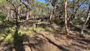 Solo Hammock Camping: Gear Review & Wild Encounters