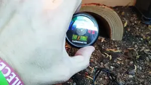 Reptile Thermometer Review: Accuracy and Placement for Optimal Use