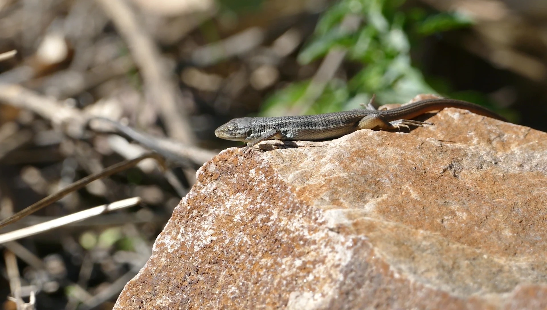 Close-up shot of a reptile basking in sunlight.