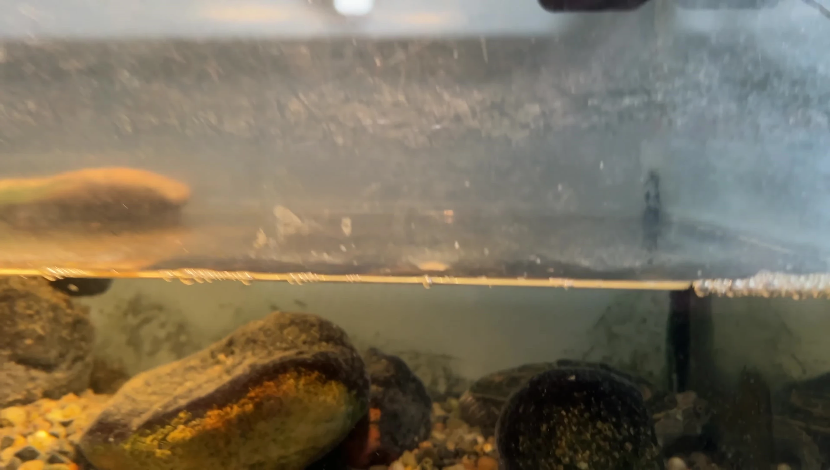 The lamp securely clamped onto the turtle tank