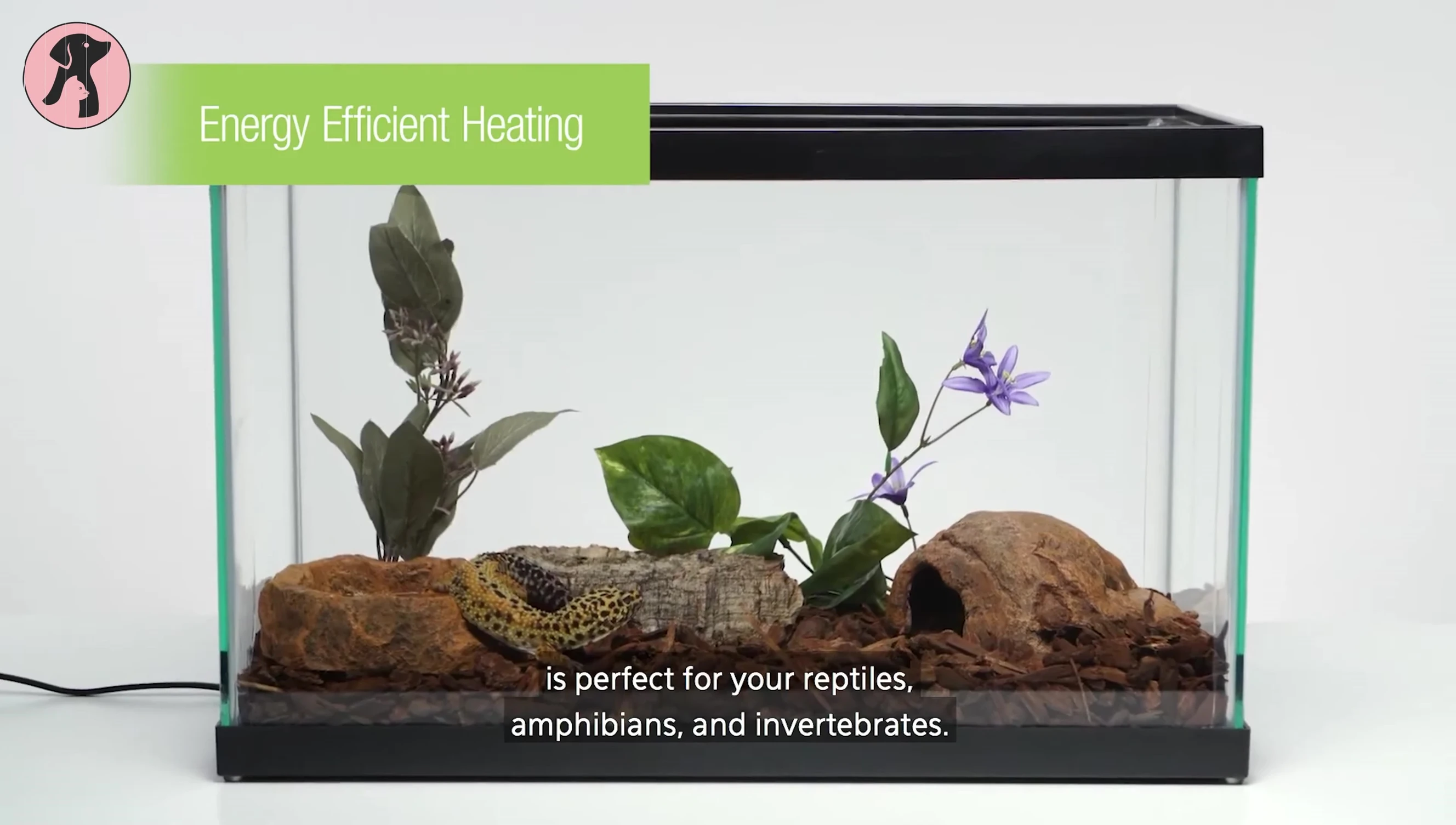 Reptiles in a vivarium heated by the Zilla Heat Mat.