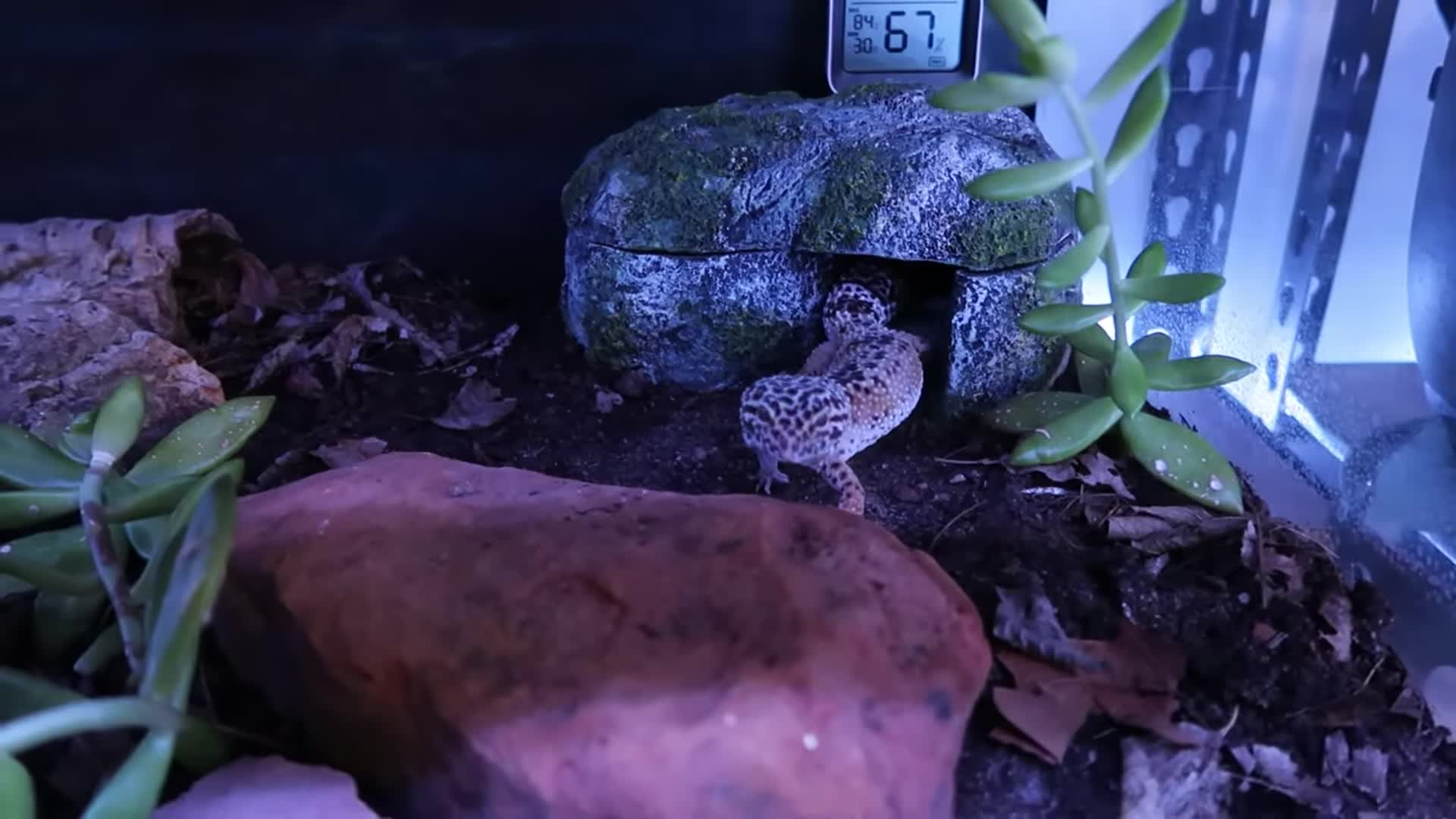 Image showing a close-up of leopard gecko.