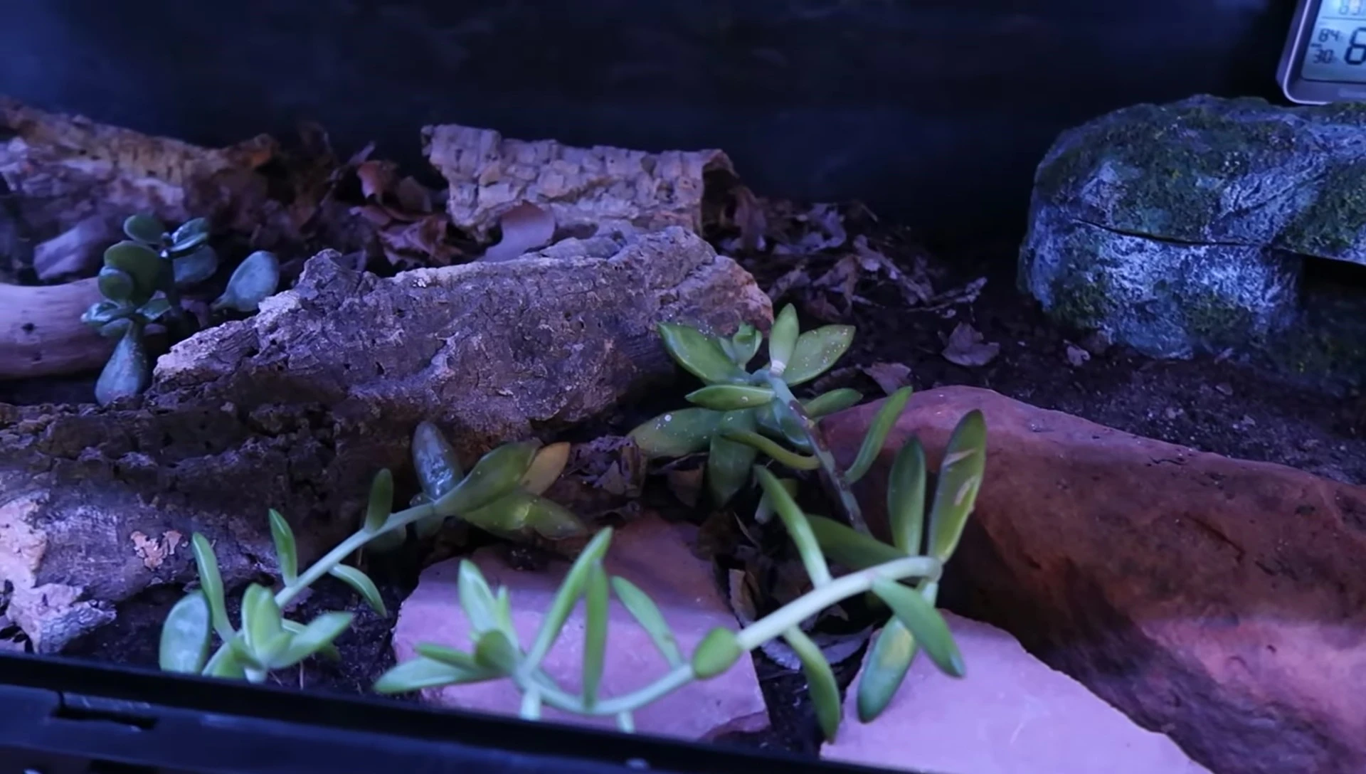 Leopard gecko in a well-maintained enclosure.