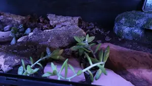 Best Leopard Gecko Substrate: A Comprehensive Guide