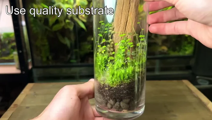 Prepare a high-quality substrate mix. The video suggests a specific mix (coco fiber, sphagnum moss, orchid bark, pot charcoal, worm castings), but emphasizes well-draining, moisture-retentive, nutrient-rich properties.