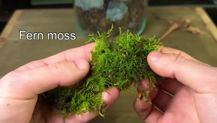 Select the right plants and moss. The video recommends Fern moss, Cushion moss, Mood moss, Fittonia, Peperomias, and Ficus quercifolia (Oak Leaf creeping fig).