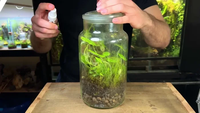 Water correctly. Use a fine mist spray or pipette, water lightly, and check moisture levels after 24 hours before watering again.