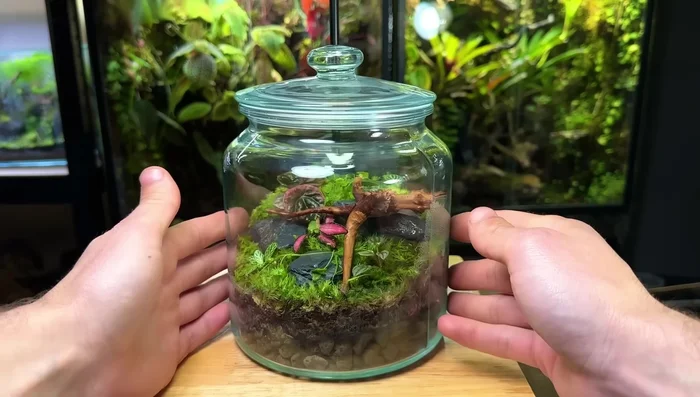 Provide adequate lighting. LED grow lights on a 12-hour schedule are recommended, or indirect sunlight (avoid direct sunlight).