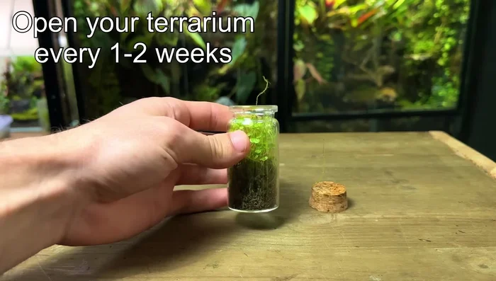 Keep the glass clean. Regularly wipe down the glass to prevent algae buildup and ensure sufficient light penetration.