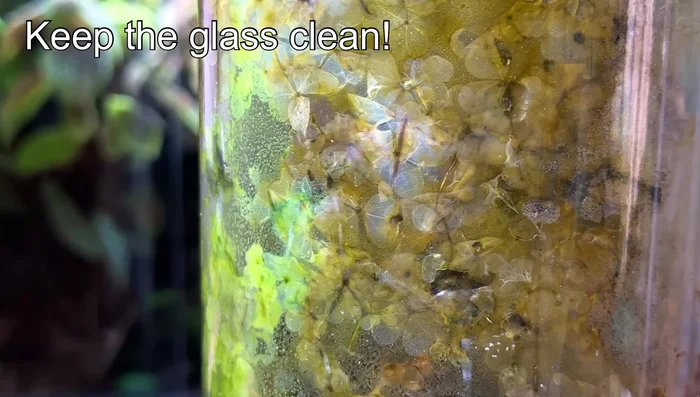 Keep the glass clean. Regularly wipe down the glass to prevent algae buildup and ensure sufficient light penetration.