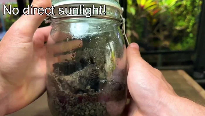 Provide adequate, indirect sunlight or LED lighting to prevent etiolation (leggy growth) and ensure healthy plant development.