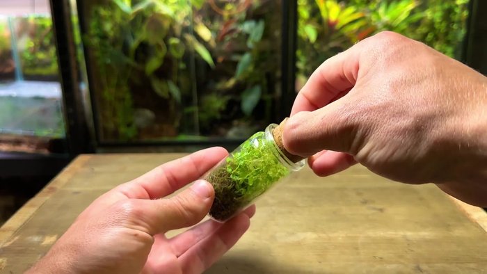 Regularly trim overgrown plants and moss to prevent overcrowding and competition for light.