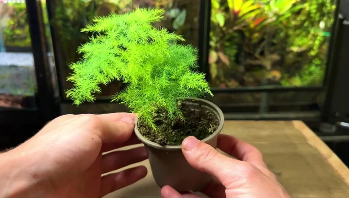 Avoid overwatering. Refer to additional resources (like the video mentioned in the transcript) for proper watering techniques.