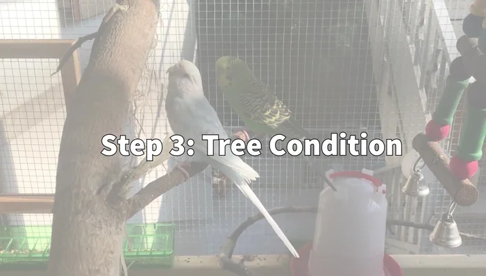 Tree Condition: Ensure the tree is untreated with chemicals or pesticides.