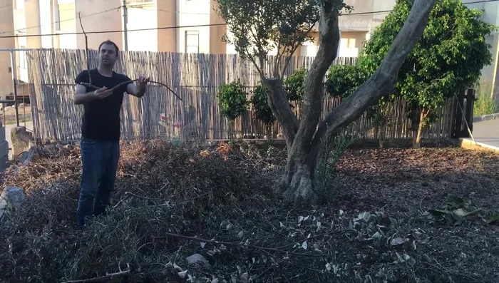 Leaf Removal: Strip leaves off the branches (optional, but recommended to avoid potential toxicity).