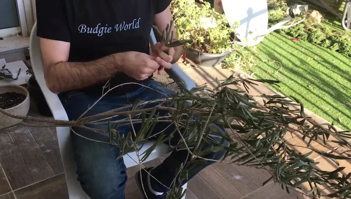 Leaf Removal: Strip leaves off the branches (optional, but recommended to avoid potential toxicity).
