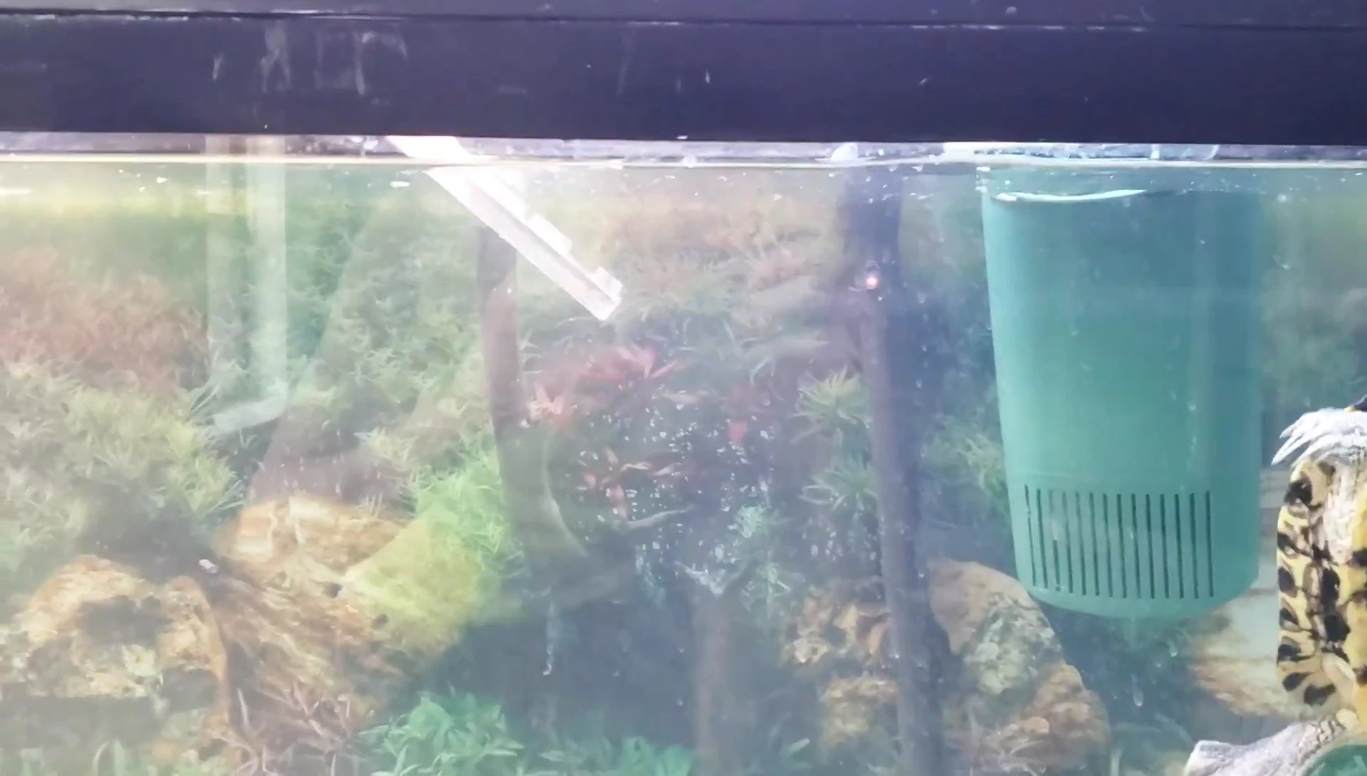 Visual of the turtle struggling on a steep ramp.