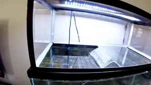 DIY Turtle Basking Platform: A Cost-Effective Alternative