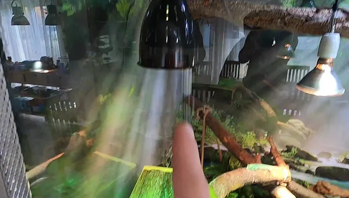 Measure temperature at various basking spots within the enclosure. Aim for a gradient from cooler areas to very warm areas (up to 45 degrees Celsius in the hottest spot).