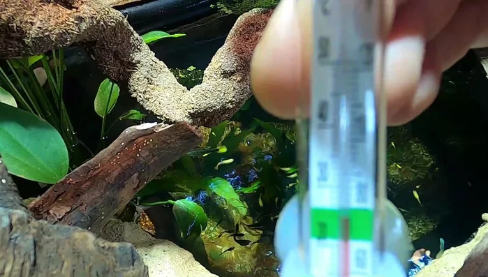 Check the temperature of the water source (pond).