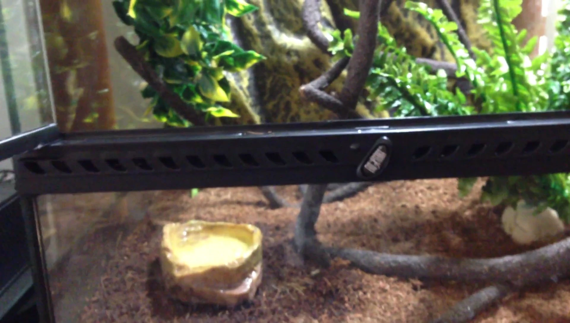 Highlighting the small water bowl issue