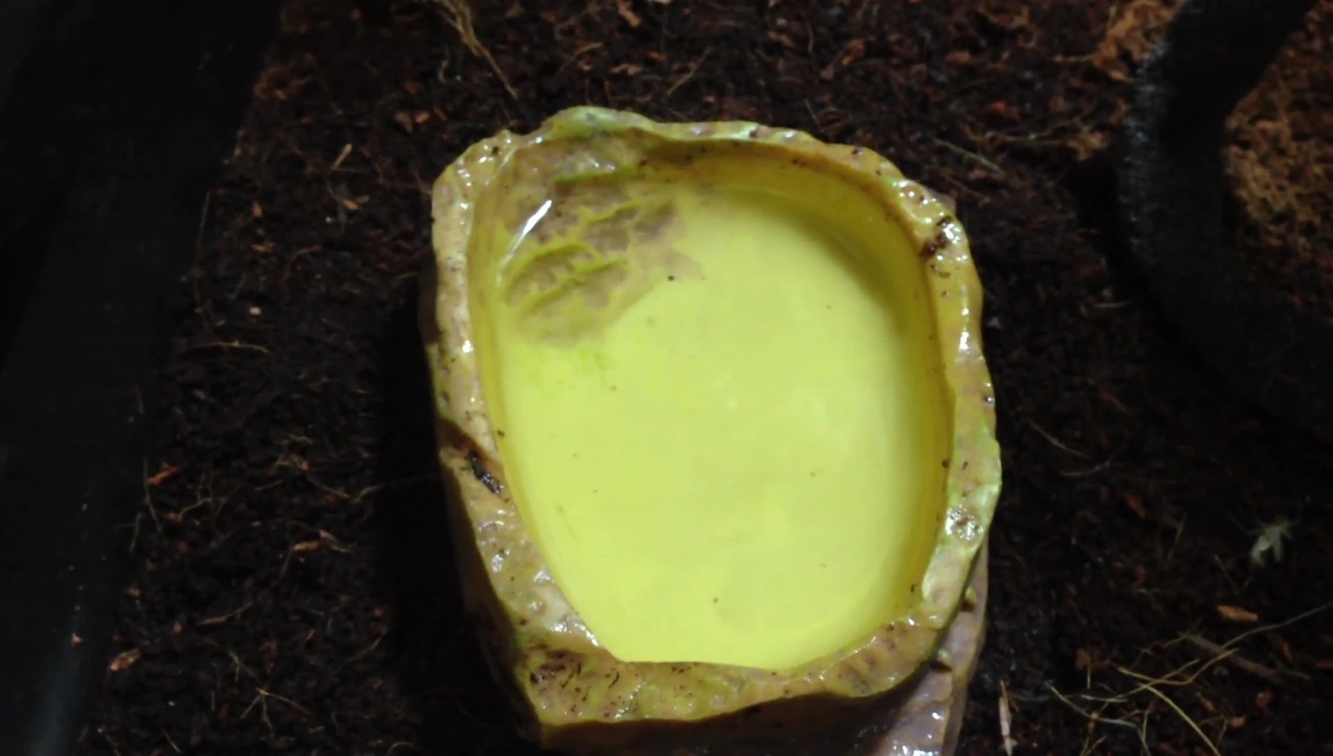 Three frogs in the water bowl – showing overcrowding