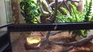 Eko Terra Rainforest Terrarium Review: Ideal Green Tree Frog Habitat?