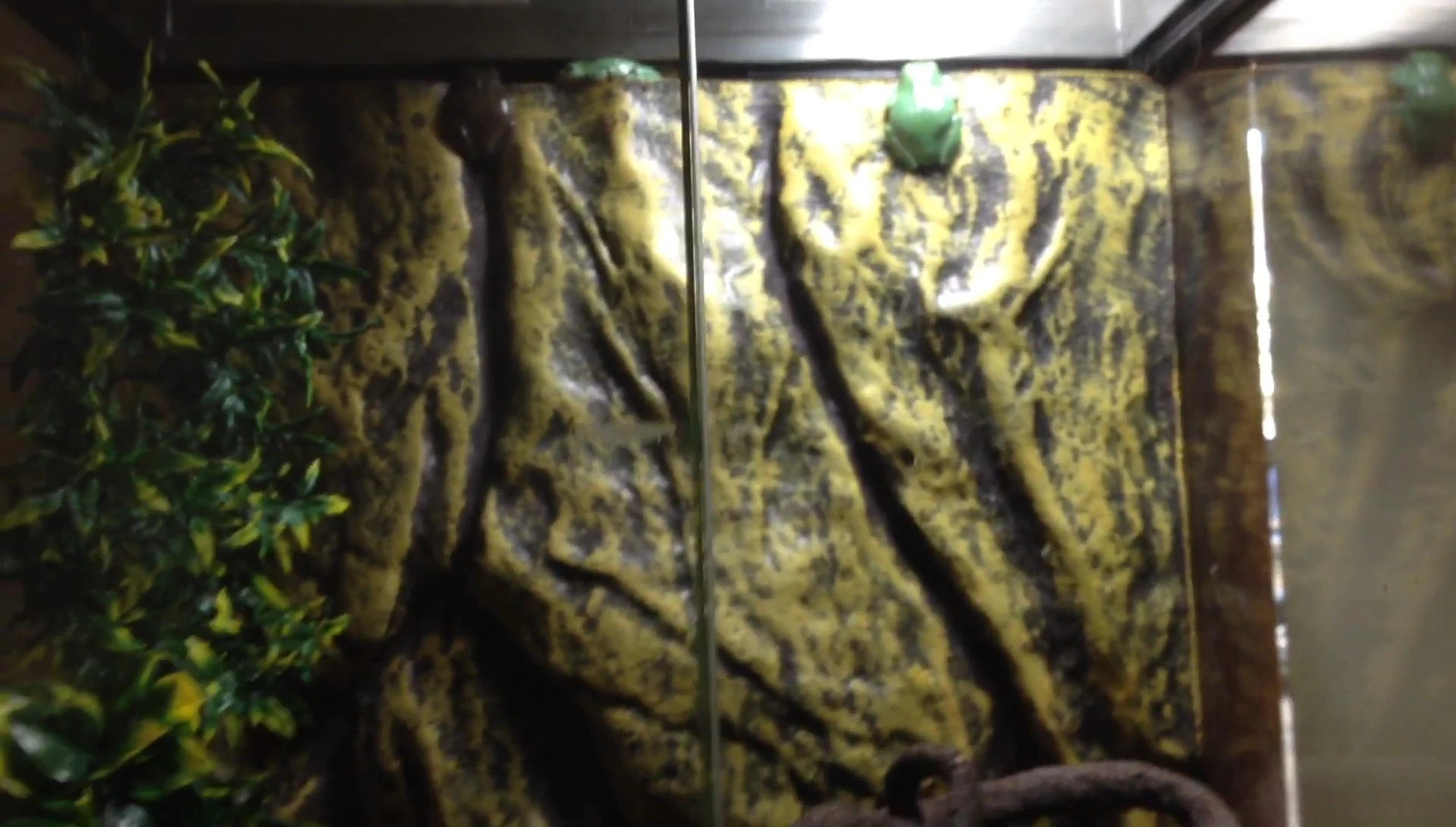 Opening the terrarium to show the green tree frogs